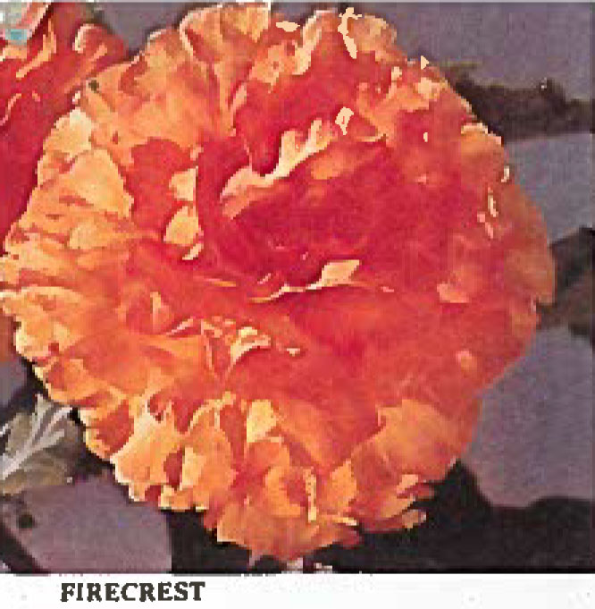 B. ‘Firecrest’